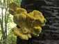 Sárga gévagomba (Laetiporus sulphureus), Budai-hegység